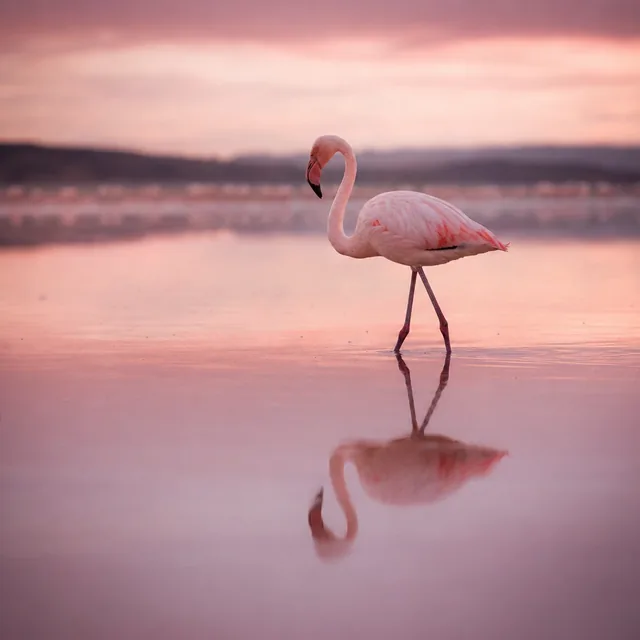 Flamingo in rose water