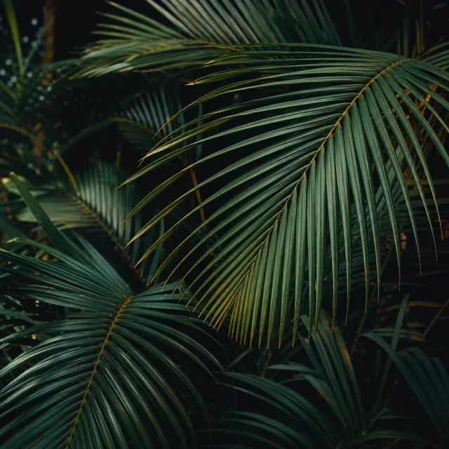 Palm leaves