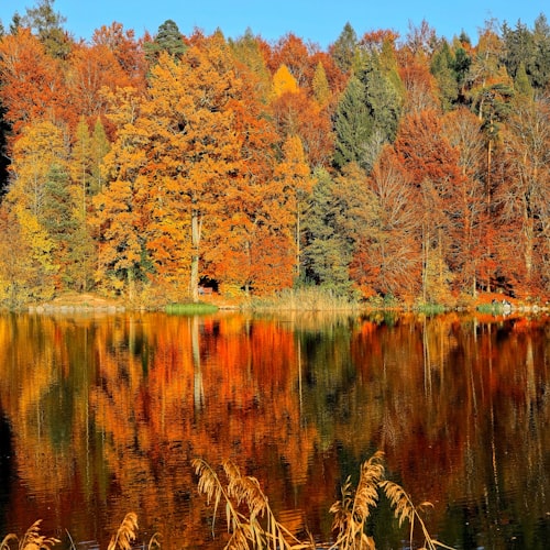 Amber autumn foliage continuing the warm tones across the top row