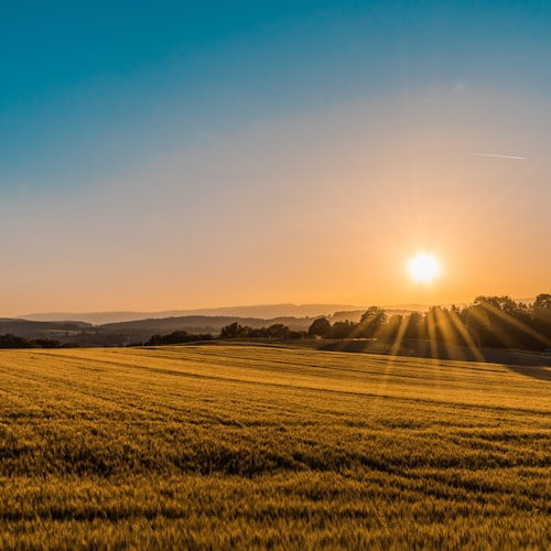 Gold field transitioning from warm to green