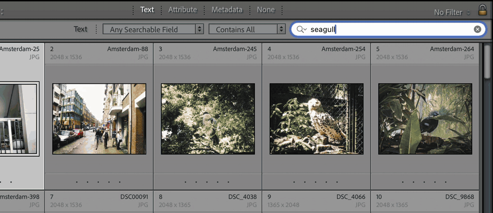 The Library Filter bar in Lightroom Classic with seagull typed in the Text search, then Attribute opened next to it and the purple label chip clicked, narrowing five results to three