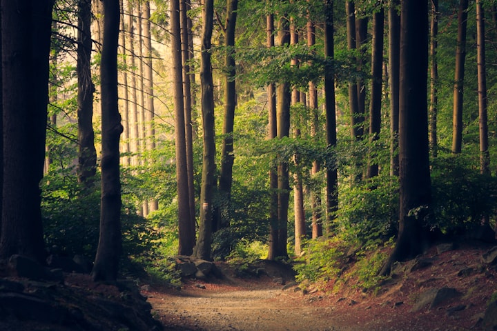 Forest landscape with a small subtle copyright watermark in the bottom-right corner at low opacity